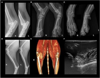 Case Report: Articular Gout in Four Dogs and One Cat